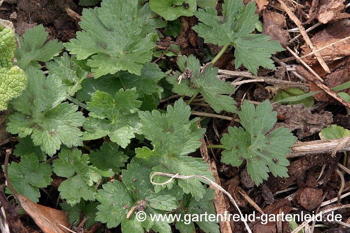 Geranium phaeum – Brauner Storchschnabel