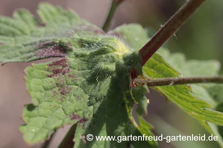 Geranium phaeum – Brauner Storchschnabel, Blatt