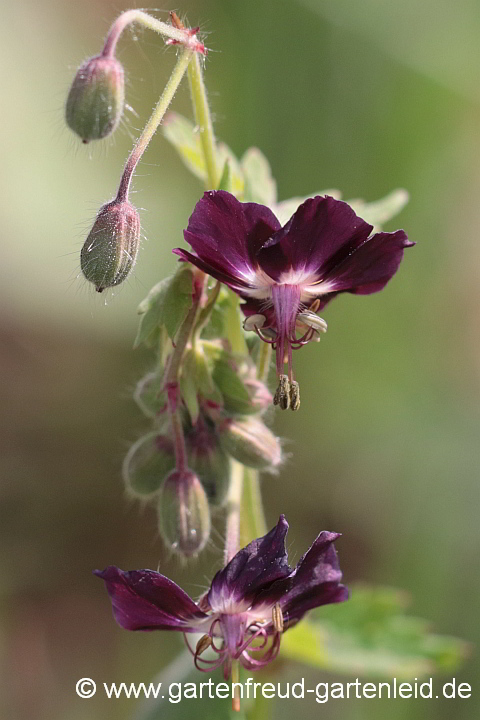 Geranium phaeum – Brauner Storchschnabel