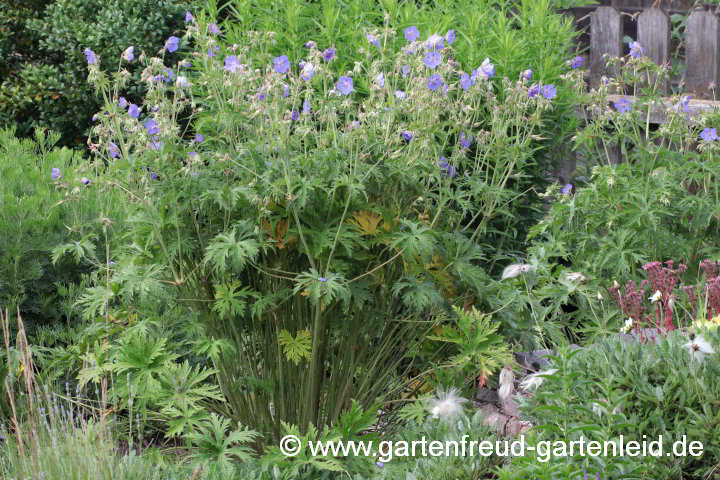 Geranium pratense – Wiesen-Storchschnabel