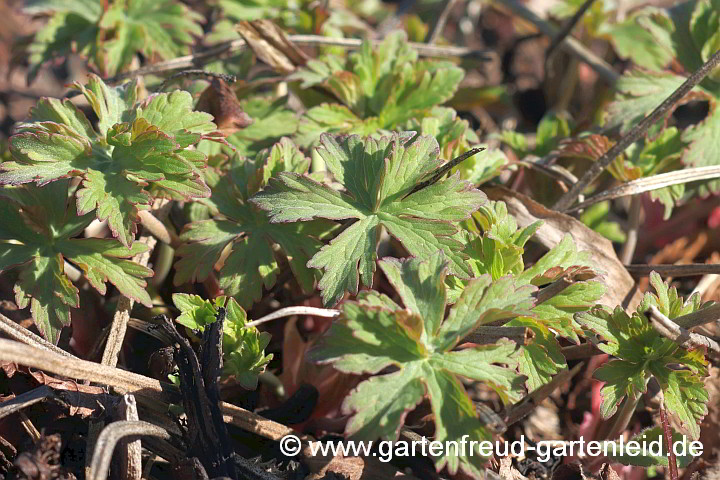 Geranium pratense – Wiesen-Storchschnabel