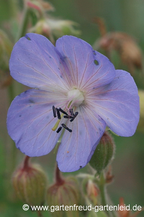 Geranium pratense – Wiesen-Storchschnabel, Blüte