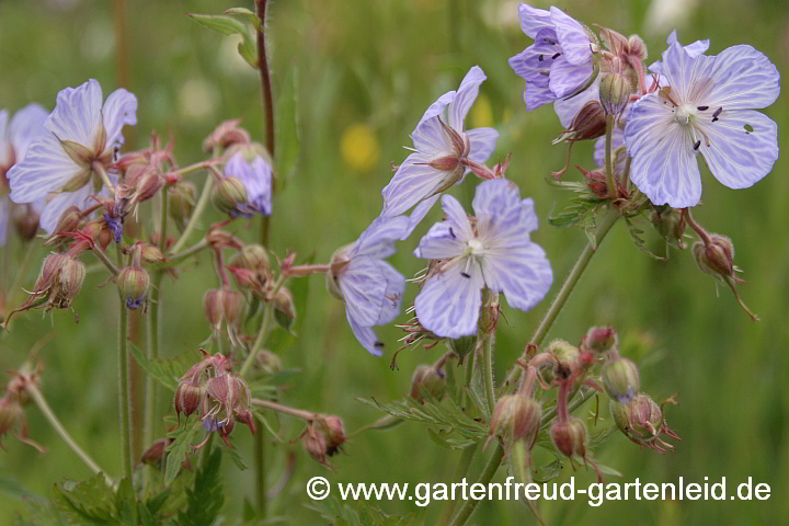 Geranium pratense 'Mrs Kendall Clark' – Wiesen-Storchschnabel