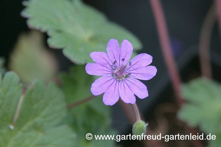 Geranium pyrenaicum 'Bill Wallis' – Pyrenäen-Storchschnabel