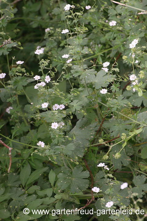 Geranium pyrenaicum fo. albiflorum – Pyrenäen-Storchschnabel