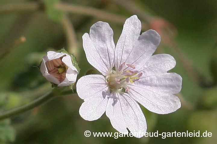 Geranium pyrenaicum fo. albiflorum – Pyrenäen-Storchschnabel