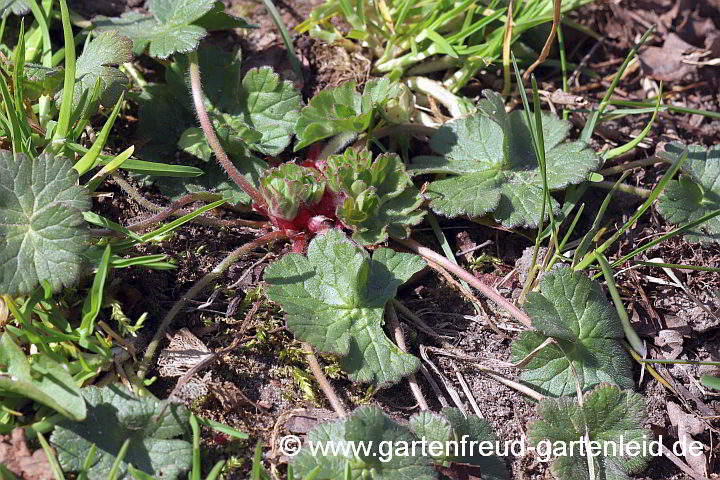 Geranium pyrenaicum fo. albiflorum – Pyrenäen-Storchschnabel