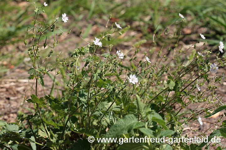 Geranium pyrenaicum fo. albiflorum – Pyrenäen-Storchschnabel