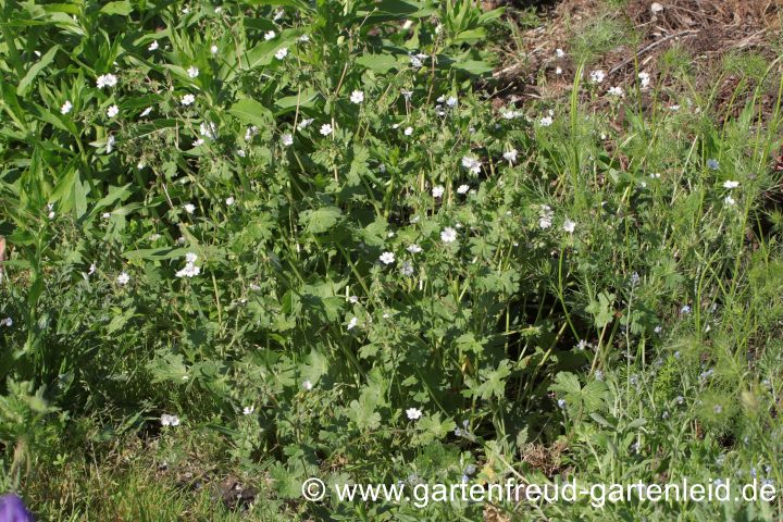 Geranium pyrenaicum fo. albiflorum – Pyrenäen-Storchschnabel