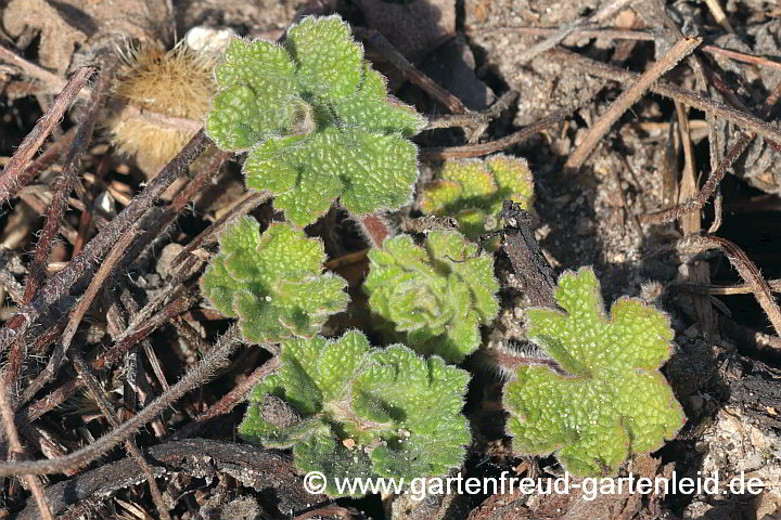 Geranium renardii – Kaukasus-Storchschnabel