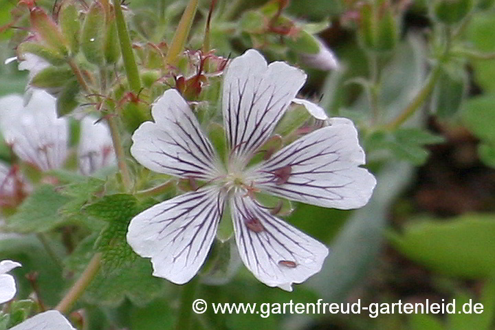 Geranium renardii – Kaukasus-Storchschnabel