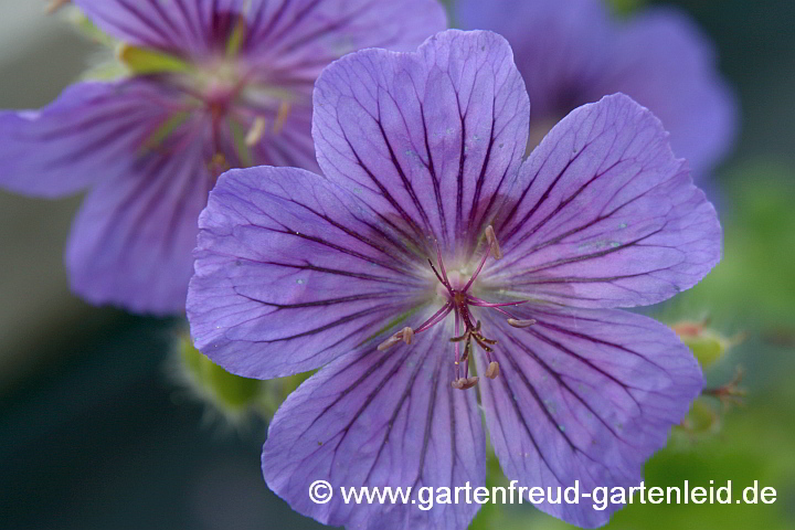 Geranium renardii 'Philippe Vapelle' – Kaukasus-Storchschnabel