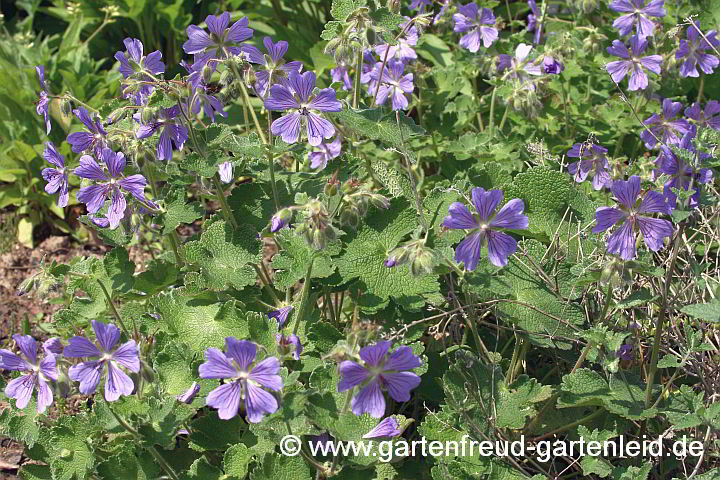 Geranium renardii 'Philippe Vapelle' – Kaukasus-Storchschnabel