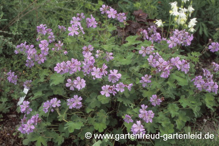 Geranium renardii 'Tcschelda' – Kaukasus-Storchschnabel