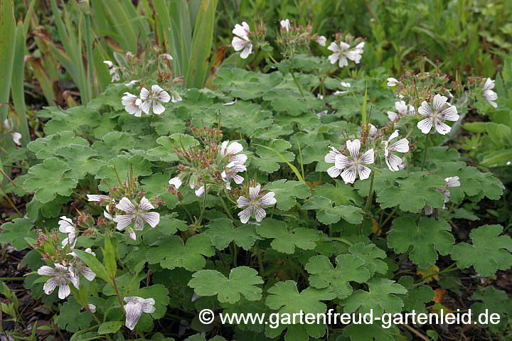 Geranium renardii – Kaukasus-Storchschnabel