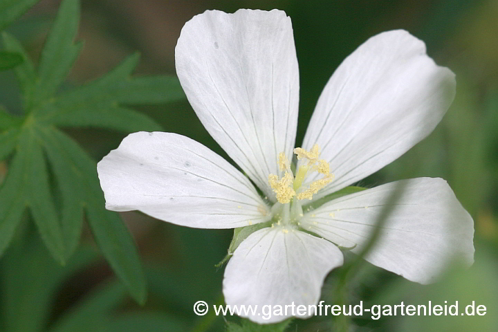 Geranium sanguineum 'Album' – Weißer Blut-Storchschnabel