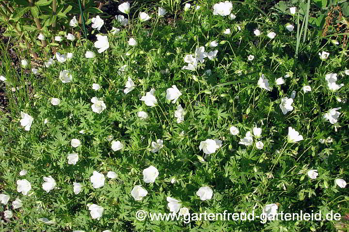 Geranium sanguineum 'Album' – Weißer Blut-Storchschnabel