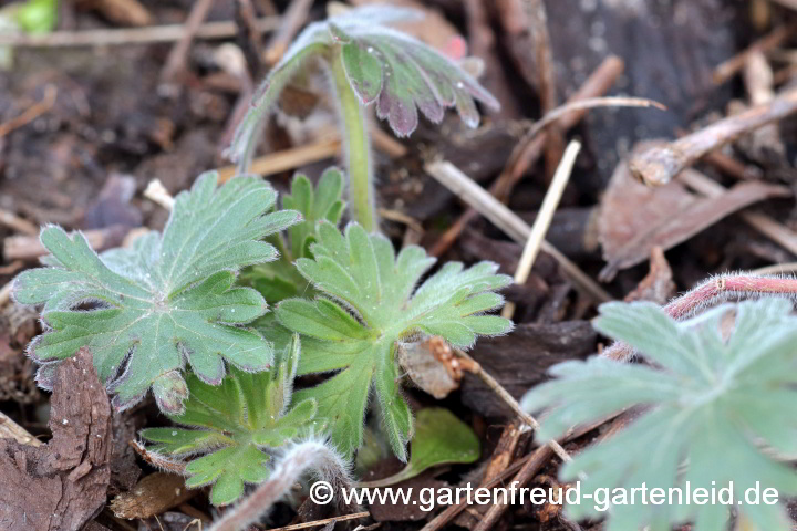 Geranium sanguineum – Blutroter Storchschnabel, Austrieb