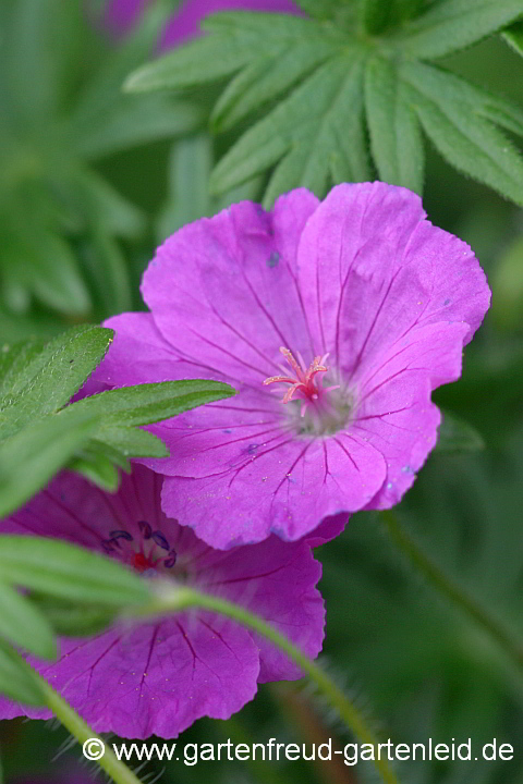 Geranium sanguineum – Blutroter Storchschnabel