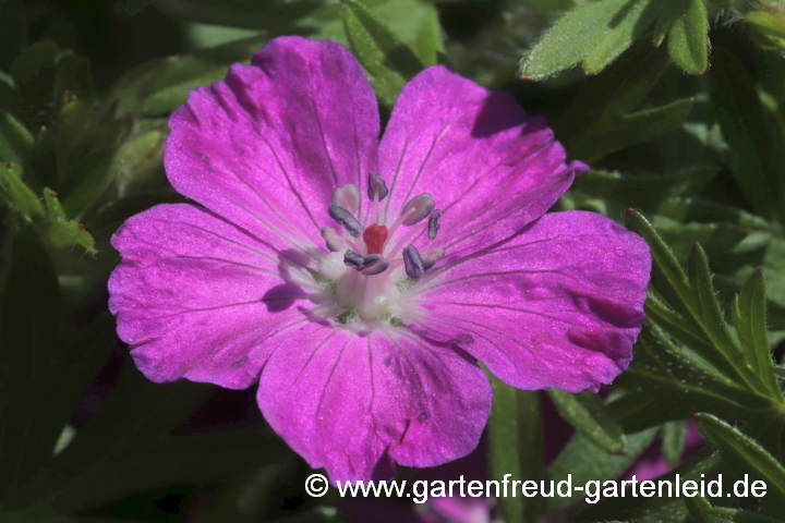 Geranium sanguineum 'Elsbeth' – Blutroter Storchschnabel