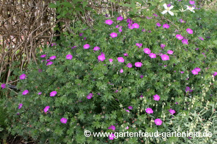 Geranium sanguineum 'Elsbeth' – Blut-Storchschnabel