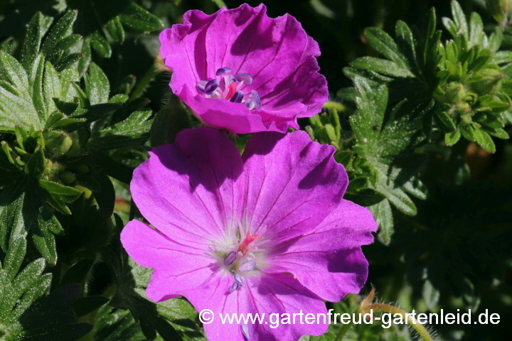 Geranium sanguineum 'Max Frei' – Blutroter Storchschnabel