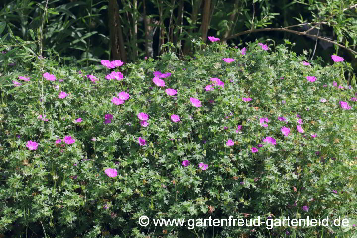 Geranium sanguineum 'Max Frei' – Blut-Storchschnabel