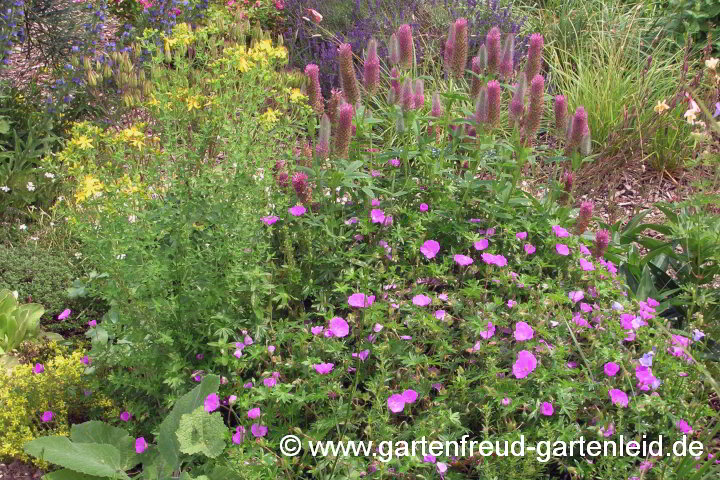 Geranium sanguineum mit Trifolium rubens 'Red Feathers'