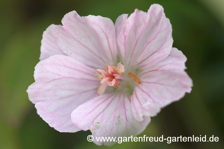 Geranium sanguineum var. striatum – Blut-Storchschnabel