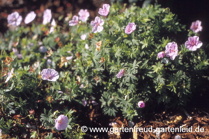 Geranium sanguineum var. striatum – Blutroter Storchschnabel