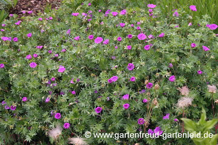 Geranium sanguineum – Blut-Storchschnabel