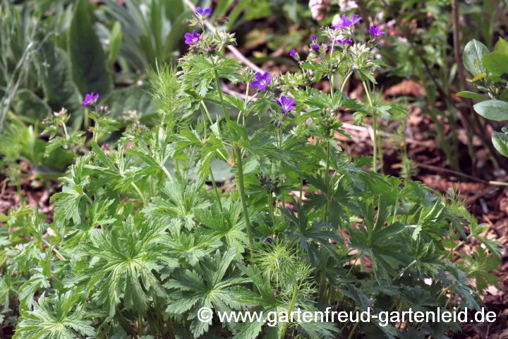 Geranium sylvaticum – Wald-Storchschnabel, Bergwiesen-Storchschnabel