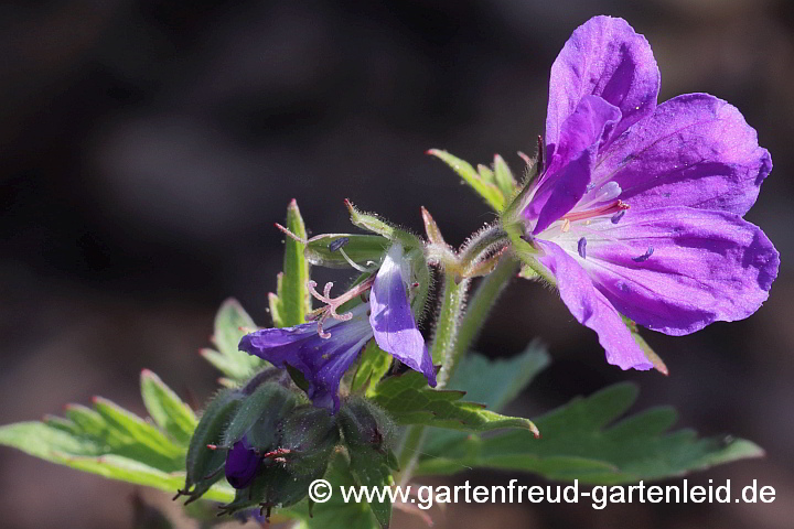 Geranium sylvaticum – Wald-Storchschnabel, Blüte