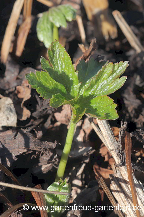 Geranium sylvaticum – Wald-Storchschnabel, Austrieb
