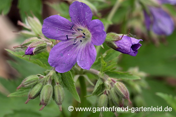 Geranium sylvaticum – Bergwiesen-Storchschnabel