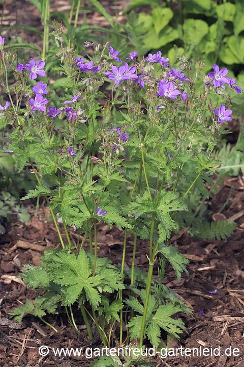 Geranium sylvaticum 'Mayflower' – Wald-Storchschnabel, Bergwiesen-Storchschnabel