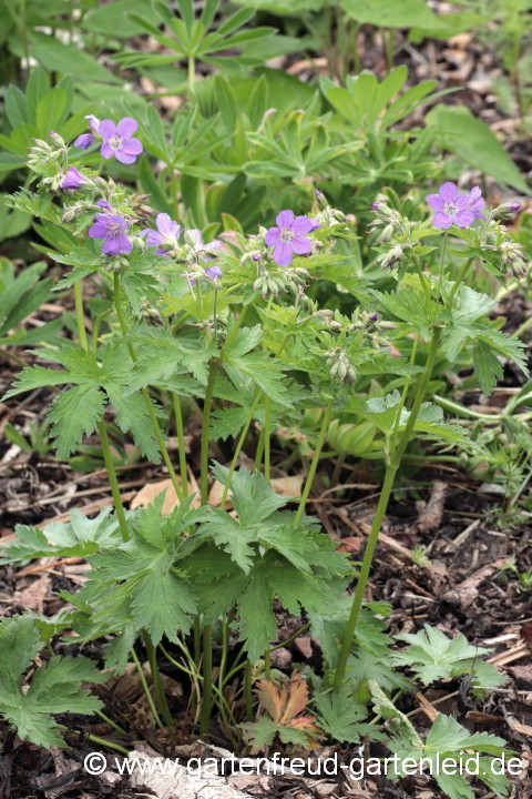 Geranium sylvaticum 'Mayflower' – Wald-Storchschnabel