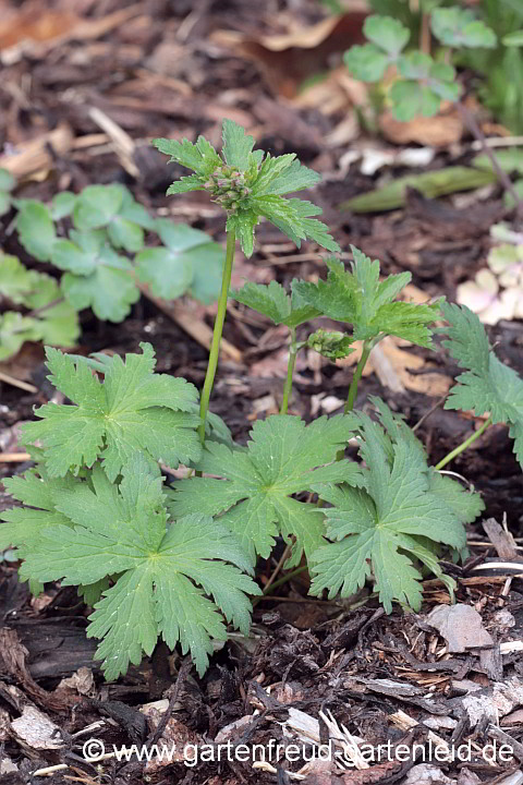 Geranium sylvaticum 'Mayflower' – Wald-Storchschnabel