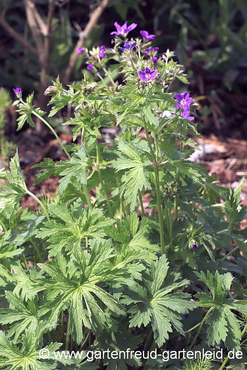 Geranium sylvaticum – Wald-Storchschnabel, Bergwiesen-Storchschnabel