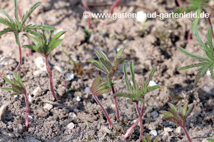 Geranium tuberosum – Knollen-Storchschnabel, Austrieb