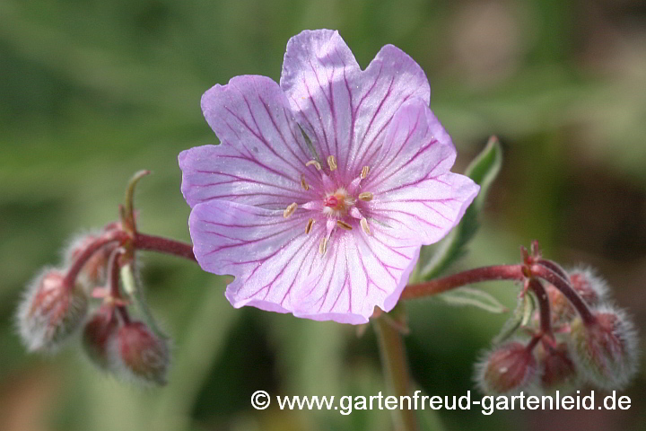 Geranium tuberosum – Knollen-Storchschnabel