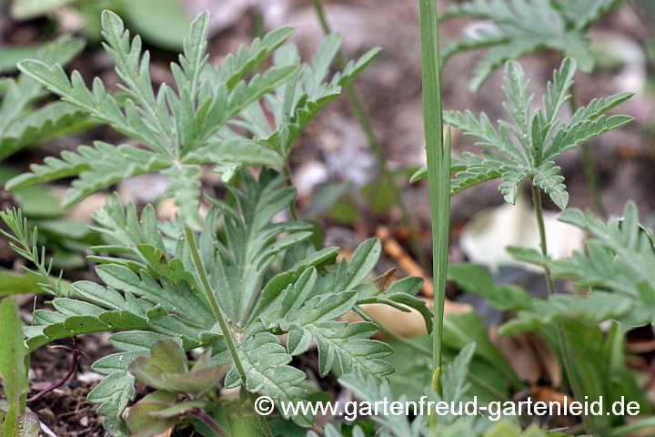 Geranium tuberosum – Knollen-Storchschnabel