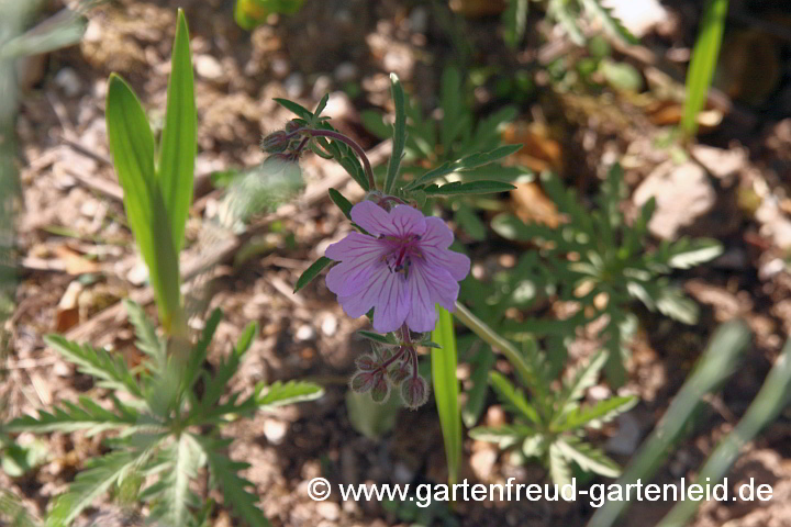 Geranium tuberosum – Knollen-Storchschnabel