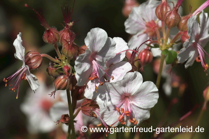 Geranium x cantabrigiense 'Biokovo' – Cambridge-Storchschnabel