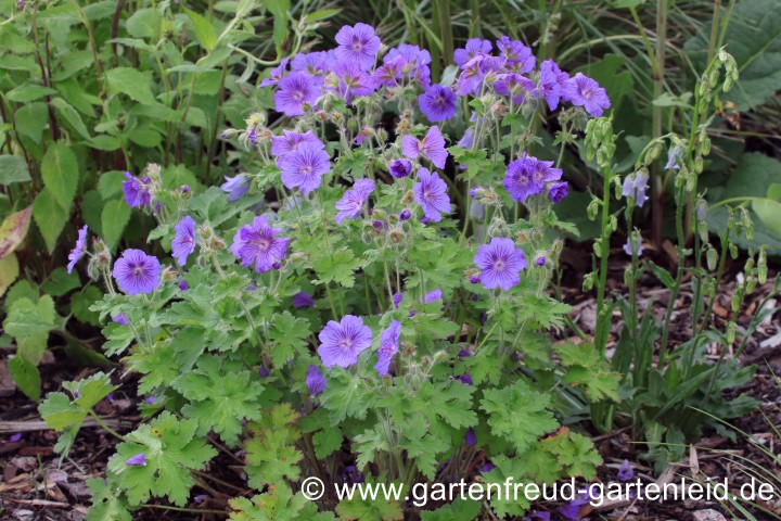 Geranium x magnificum – Pracht-Storchschnabel, junge Pflanze