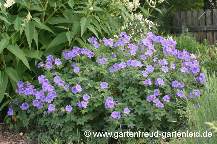 Geranium x magnificum – Pracht-Storchschnabel