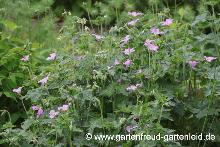 Geranium x oxonianum 'Claridge Druce' – Oxford-Storchschnabel