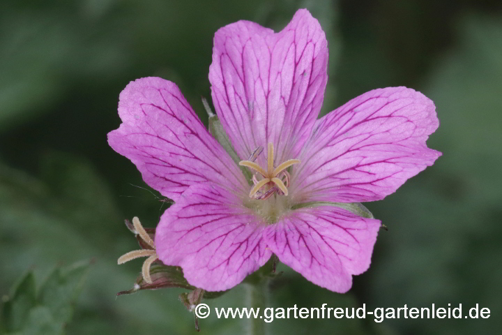 Geranium x oxonianum 'Claridge Druce' – Oxford-Storchschnabel, Blüte