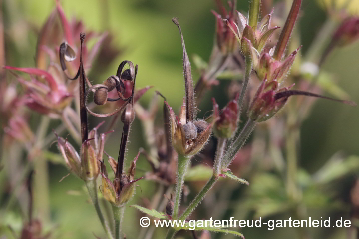 Geranium x oxonianum 'Claridge Druce' – Oxford-Storchschnabel, Samenstände