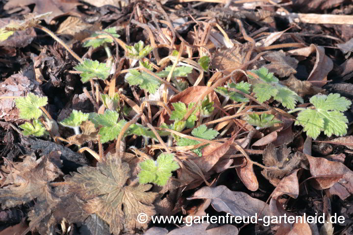 Geranium x oxonianum 'Claridge Druce' – Oxford-Storchschnabel im Frühjahr